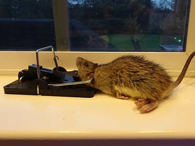 rodent trapping