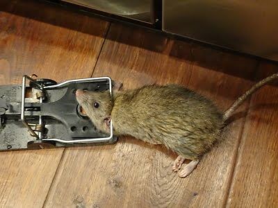 rodent trapping